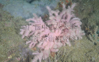 诗琳通掌软珊瑚Chironephthya sirindhornae Imahara, Chavanich, Viyakarn, Kushida, Reimer & Fujita, 2020