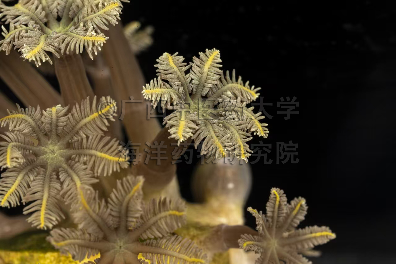 Clavularia viridis Quoy & Gaimard, 1833