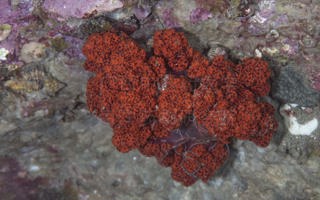 鹿角棘穗软珊瑚Dendronephthya cervicornis (Wright & Studer, 1889)