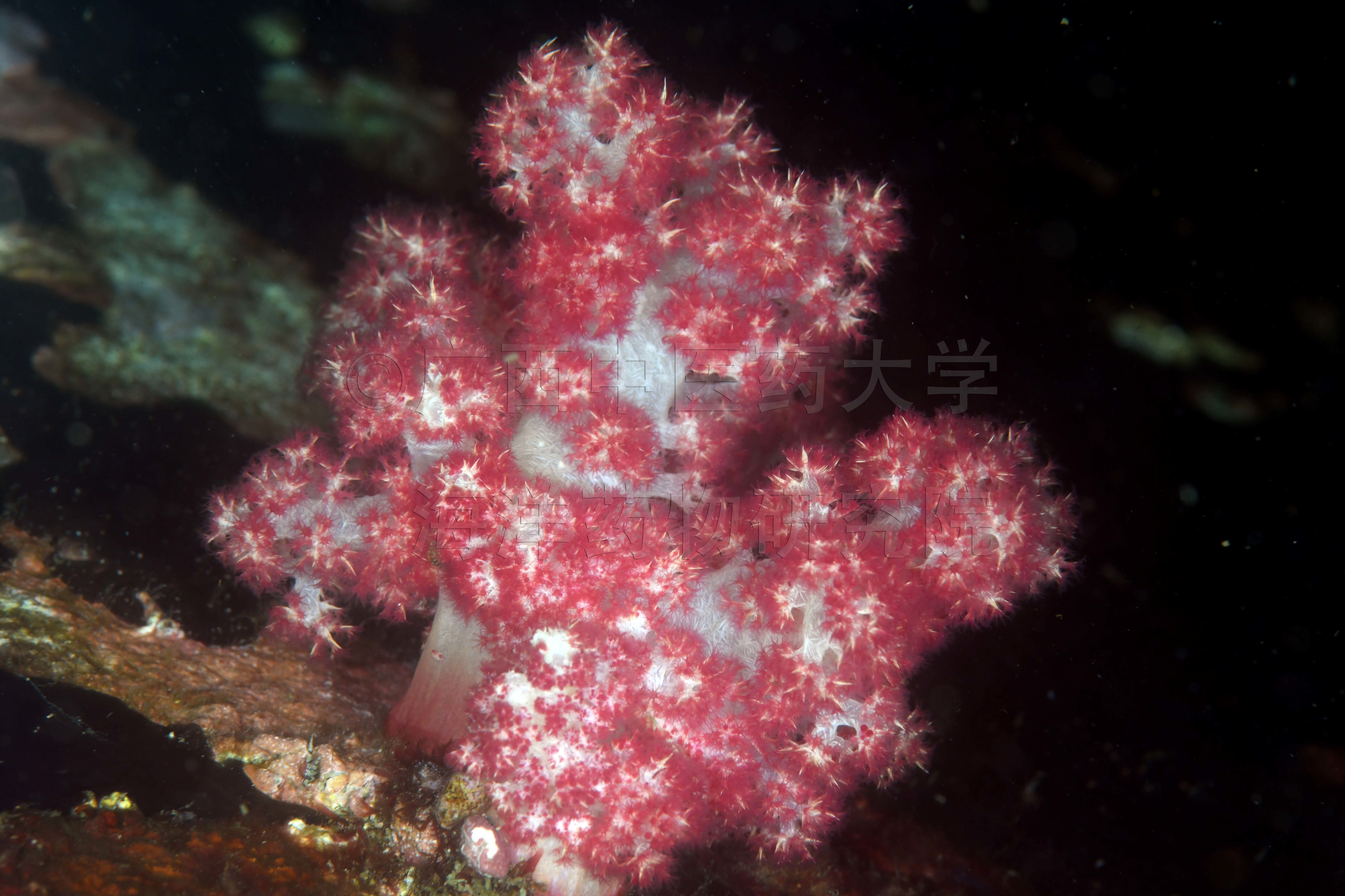 Dendronephthya gigantea (Verrill, 1864)