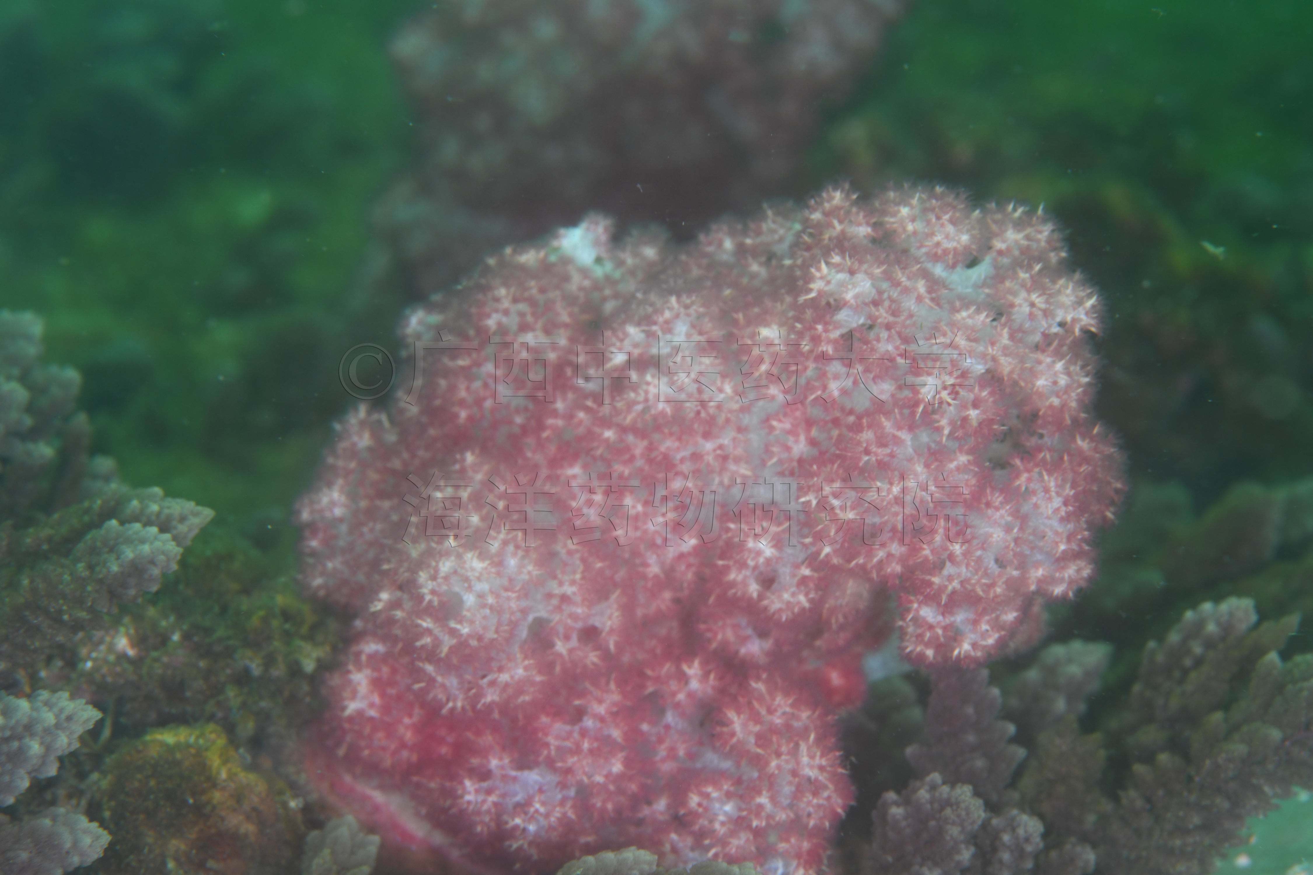 Dendronephthya mucronata (Pütter, 1900)