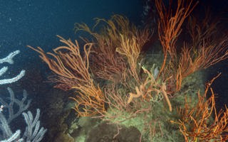 芽双叉珊瑚Dichotella gemmacea (Milne Edwards & Haime, 1857)