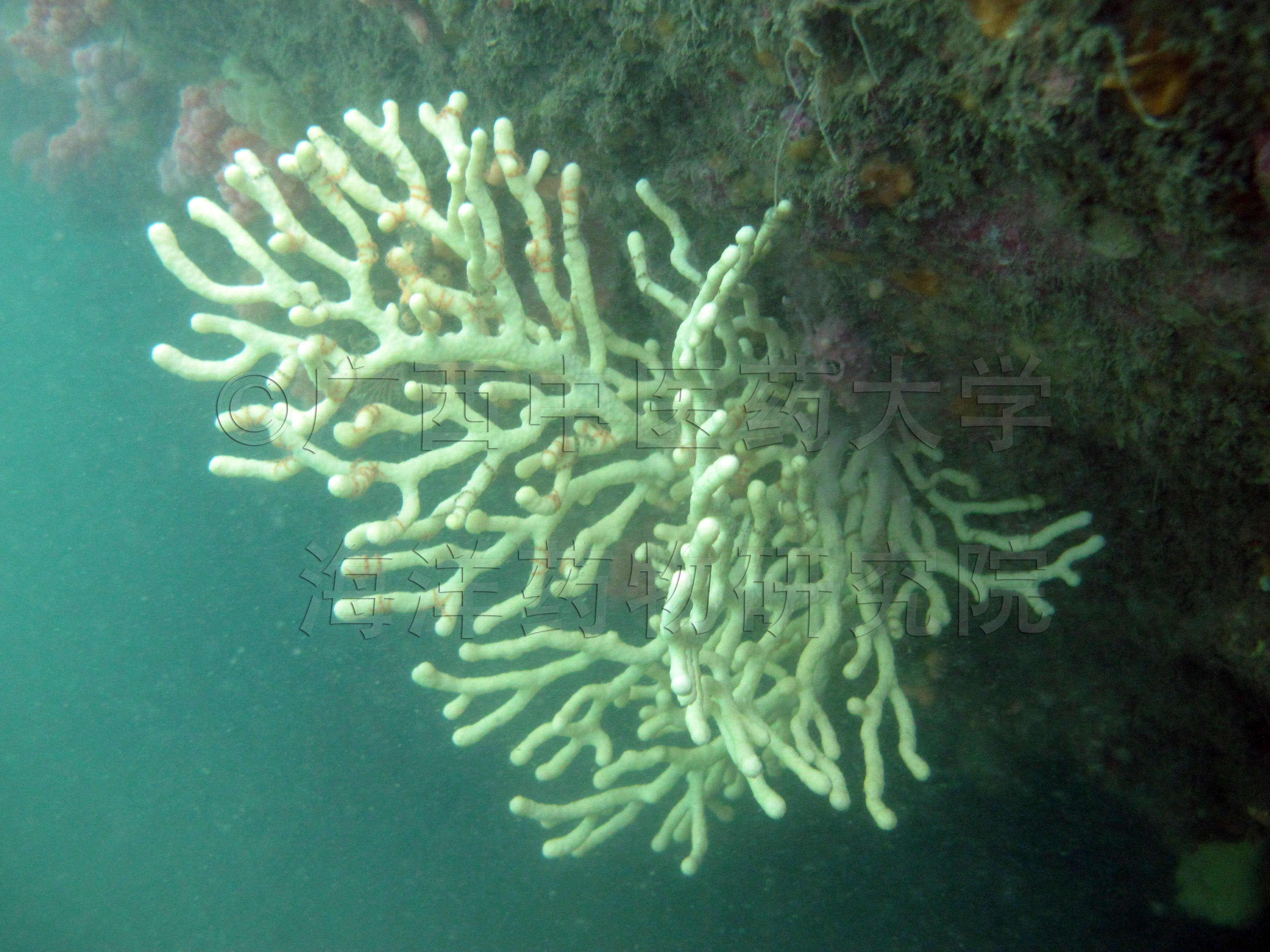 Euplexaura albida Kükenthal, 1908