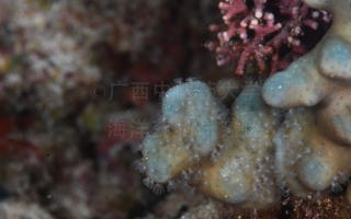 蓝珊瑚Heliopora coerulea (Pallas, 1766)