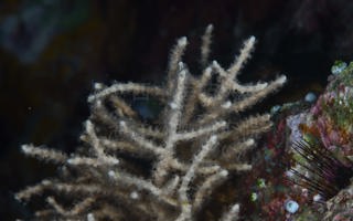 厚希氏柳珊瑚Hicksonella princeps Nutting, 1910