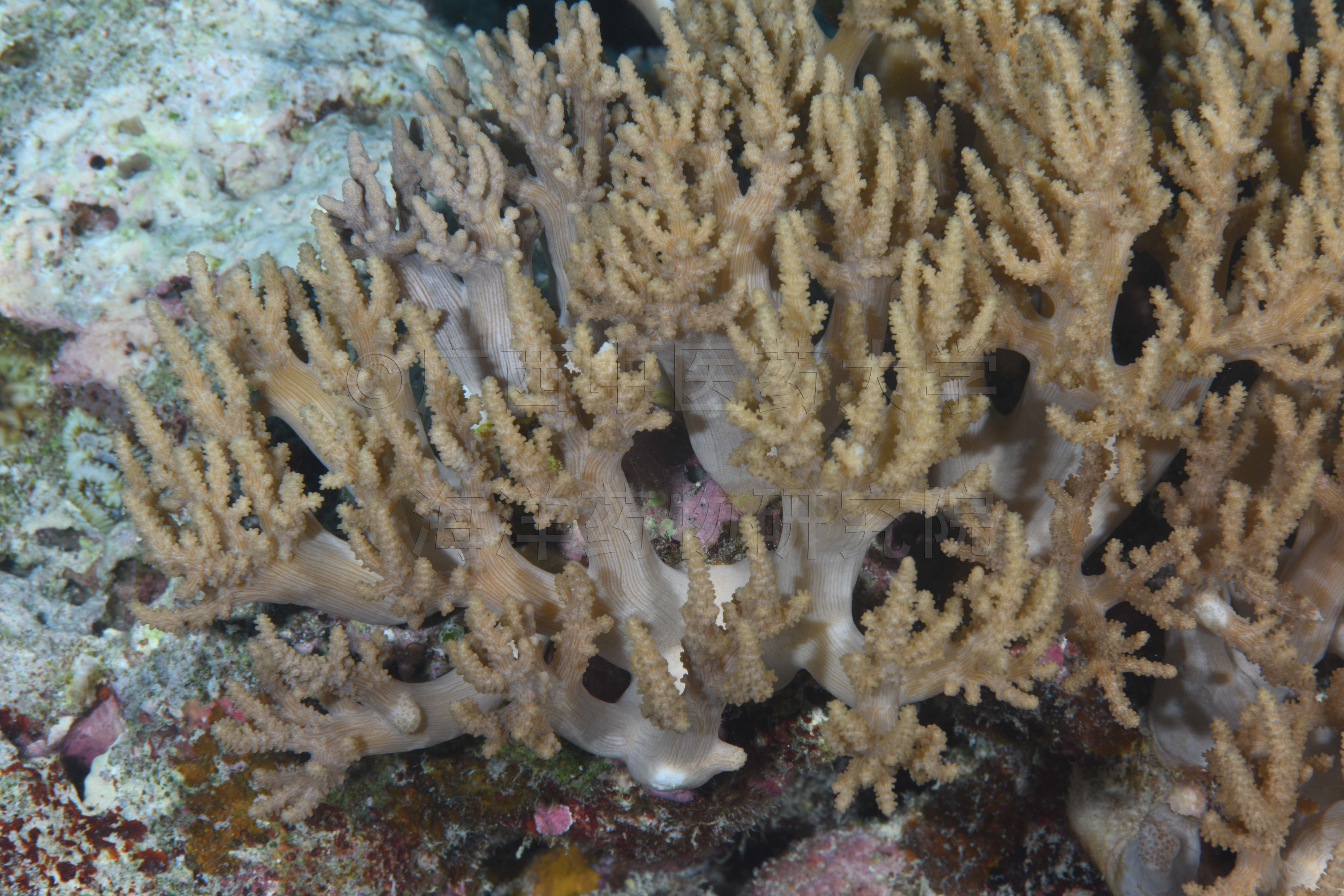 Litophyton setoensis (Utinomi, 1954)