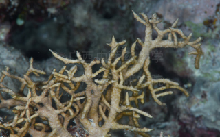 抗菌丛柳珊瑚Rumphella antipathes (Linnaeus, 1758)