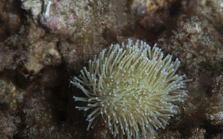蓝绿肉质软珊瑚Sarcophyton glaucum (Quoy & Gaimard, 1833)