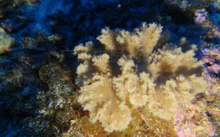 戴氏指形软珊瑚Sclerophytum daii (Benayahu & van Ofwegen, 2011)