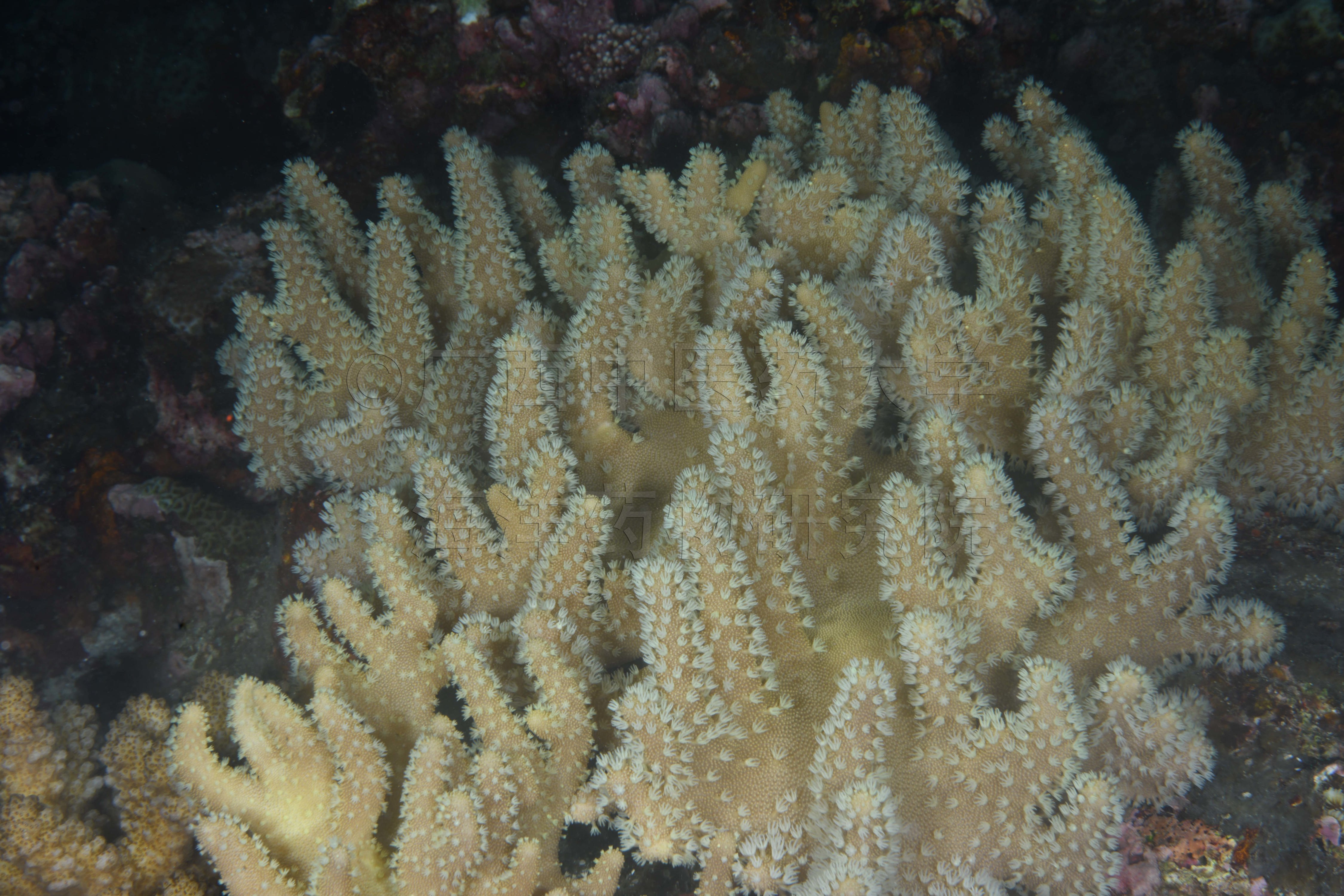 Sclerophytum polydactylum (Ehrenberg, 1834)