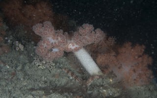 条纹伞花珊瑚Umbellulifera striata (Thomson & Henderson, 1905)