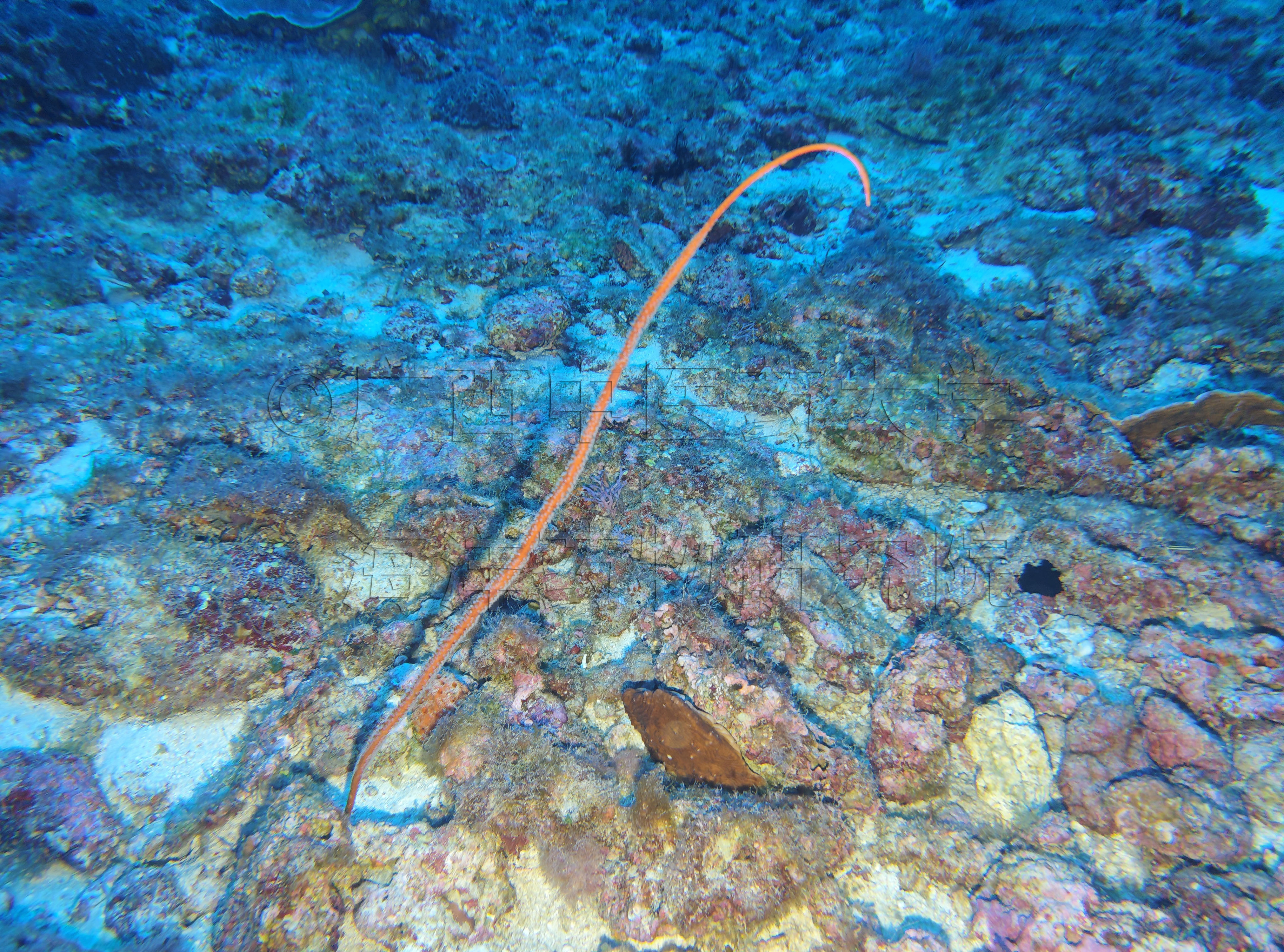 Viminella flagellum (Johnson, 1863)