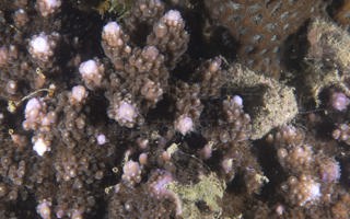 霜鹿角珊瑚Acropora pruinosa (Brook, 1893) 
