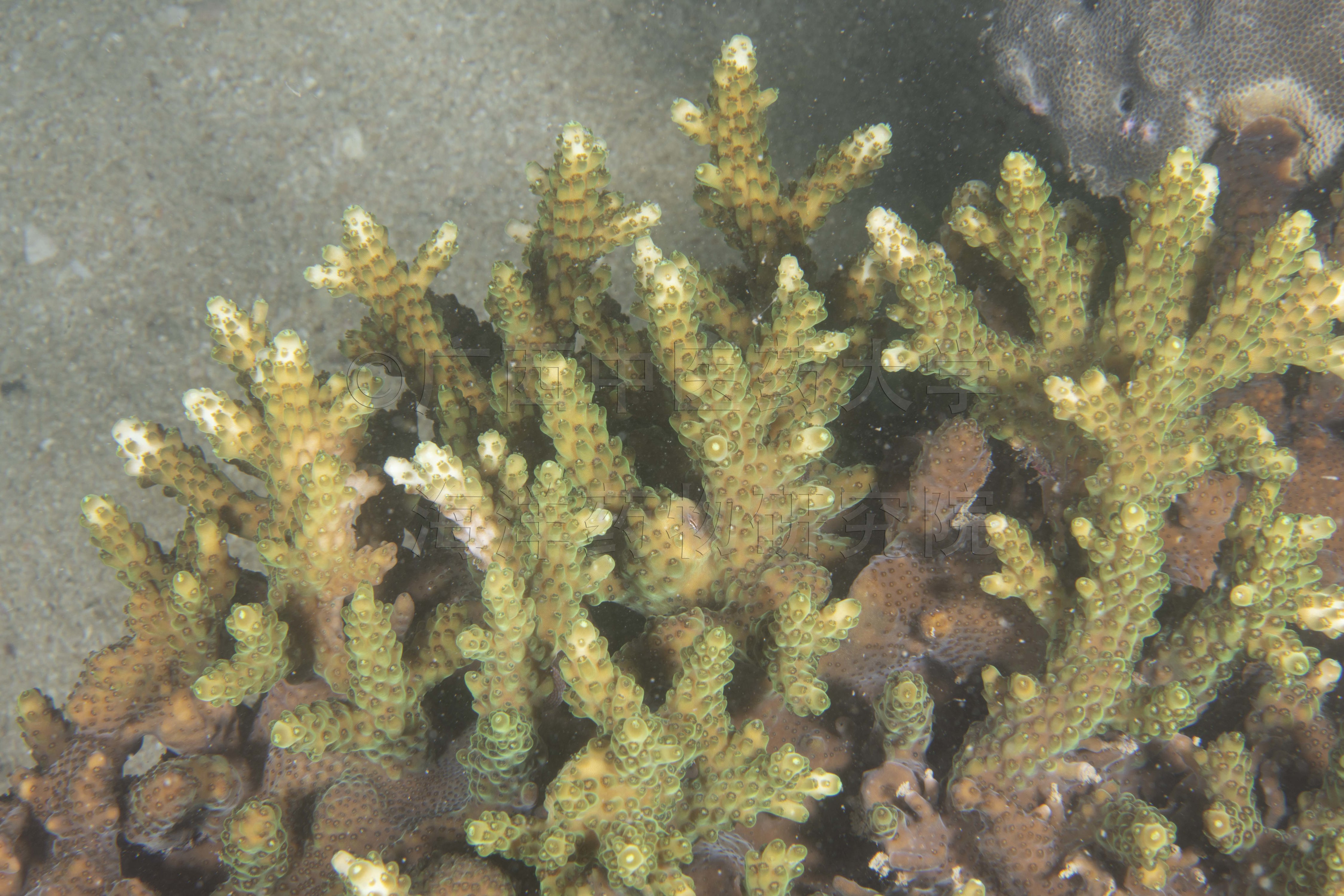 Acropora tumida (Verrill, 1866)