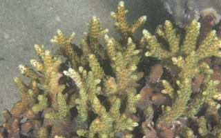 隆起鹿角珊瑚Acropora tumida (Verrill, 1866) 