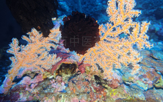 扁平星柳珊瑚Astrogorgia complanata (Wright & Studer, 1889)