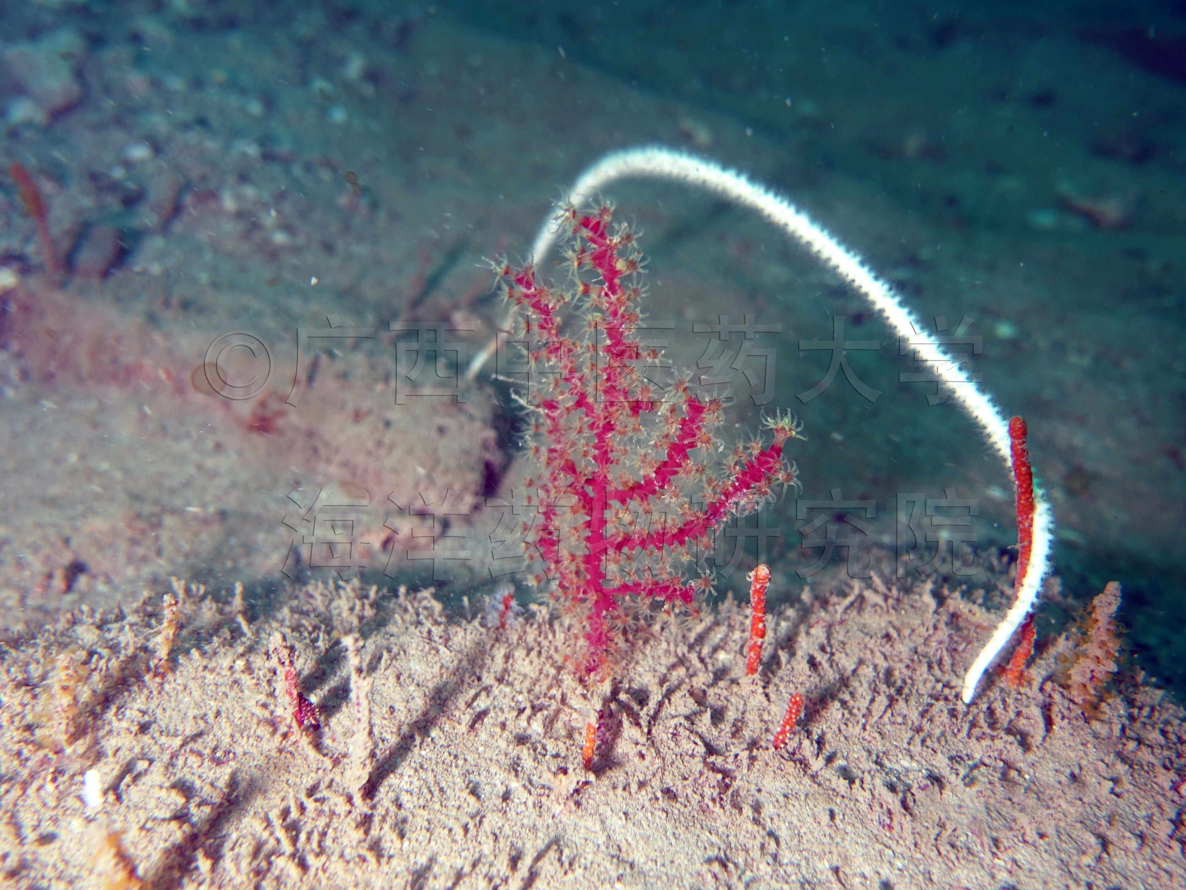 Astrogorgia dumbea Grasshoff, 1999