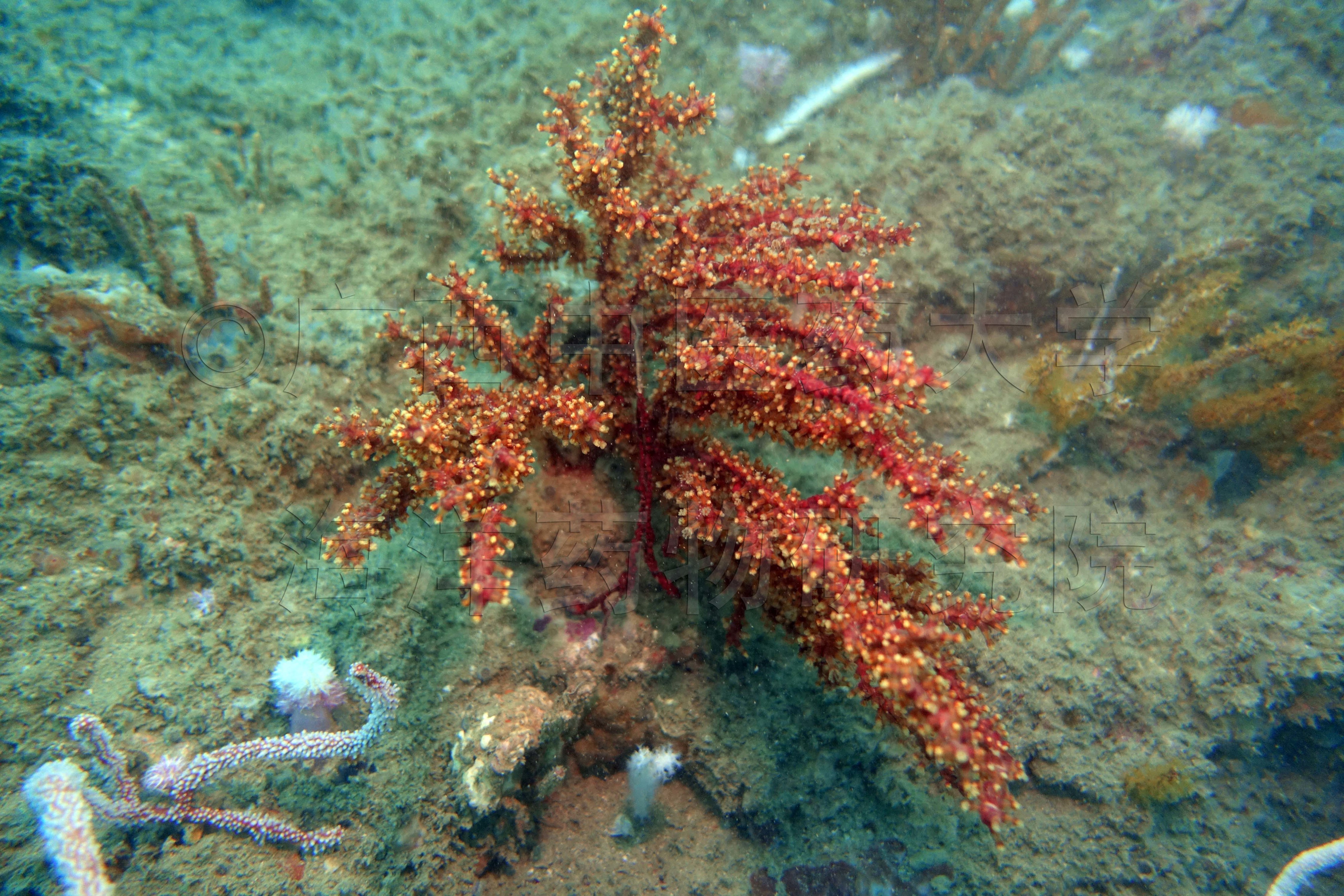 Astrogorgia rubra (Thomson, 1905)