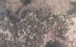 阿加西刺星珊瑚Cyphastrea agassizi (Vaughan, 1907)