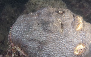 碓突刺星珊瑚Cyphastrea chalcidicum (Forskål, 1775) 