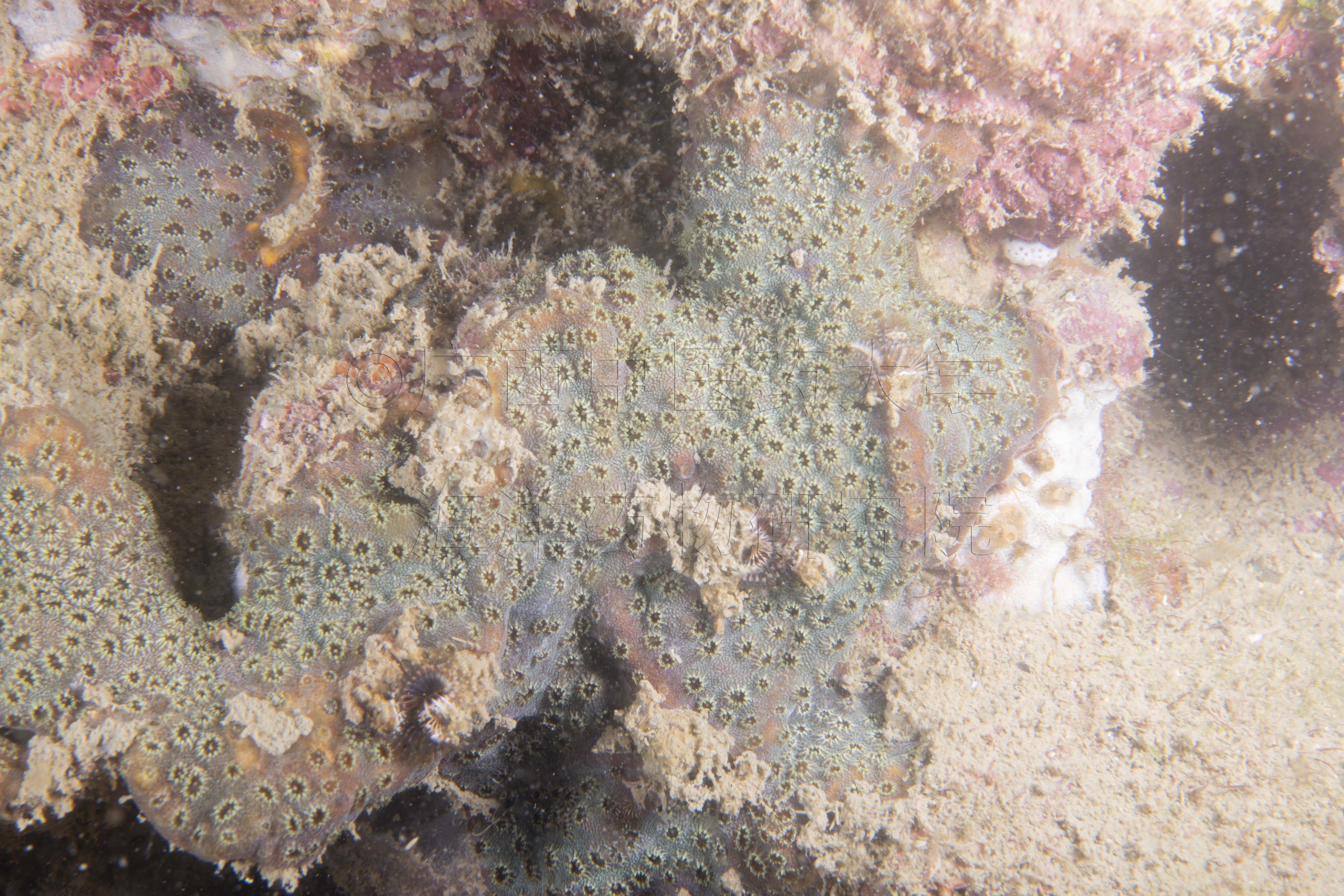 Cyphastrea microphthalma (Lamarck, 1816)