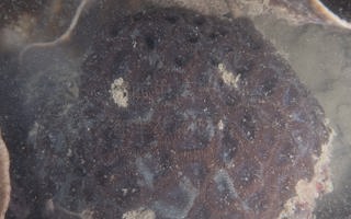 正盘星珊瑚Dipsastraea favus (Forskål, 1775)