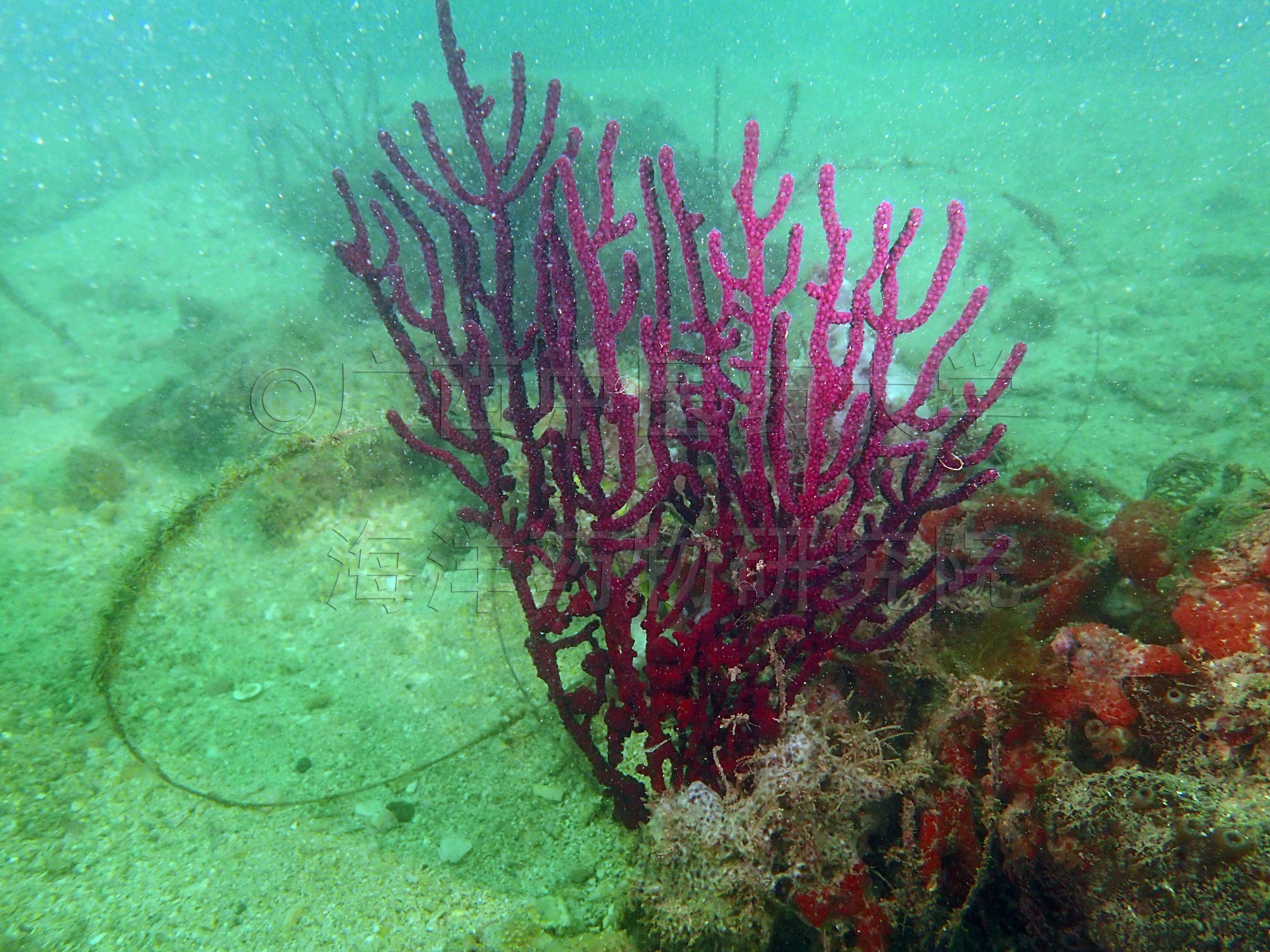 Echinogorgia gracillima Kükenthal, 1917