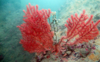 枝网刺柳珊瑚Echinogorgia sasappo (Esper, 1794) 