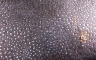 紫小星珊瑚Leptastrea purpurea (Dana, 1846) 