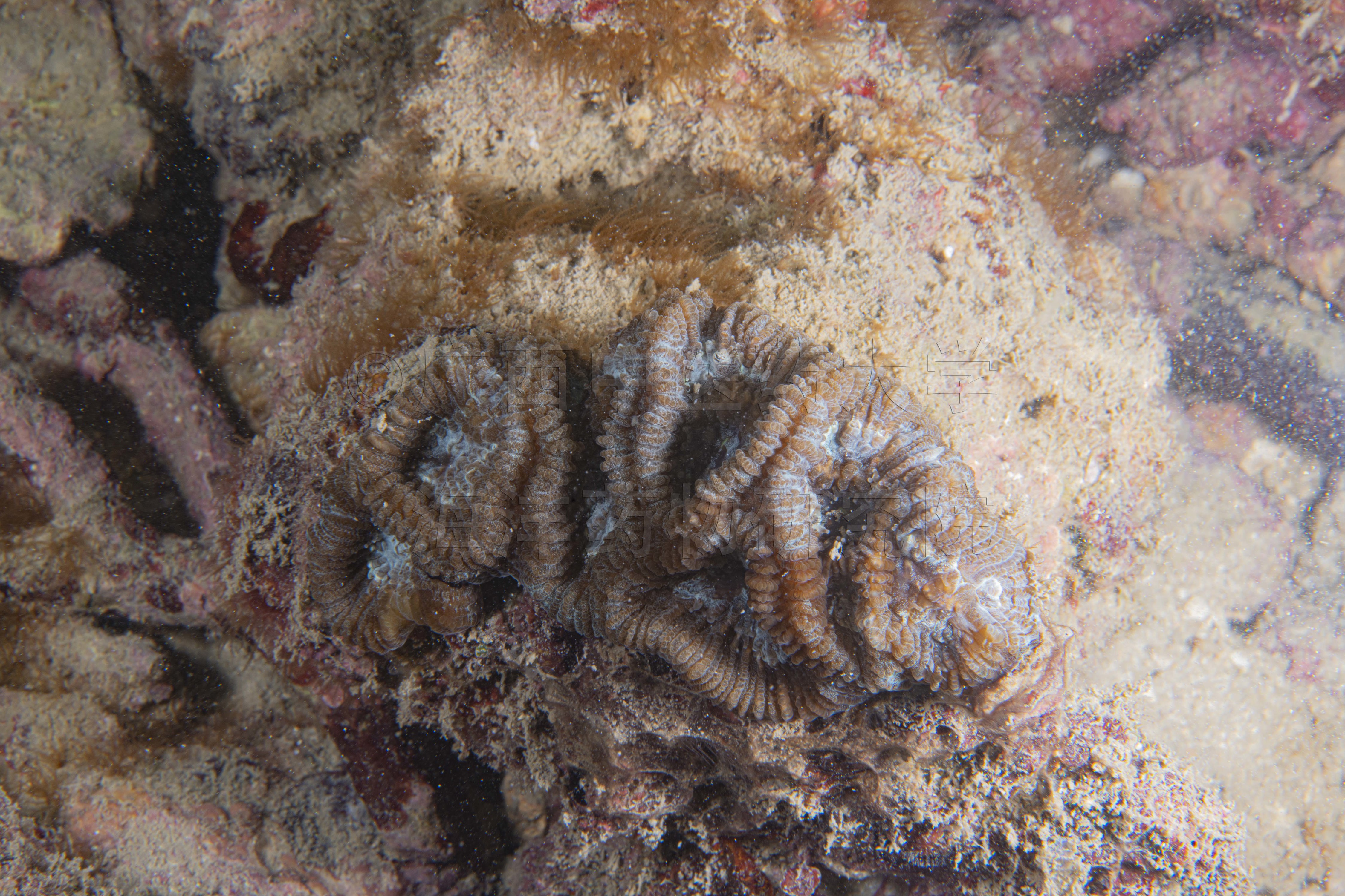 Lobophyllia hemprichii (Ehrenberg, 1834)