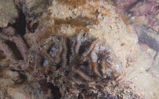 赫氏叶状珊瑚Lobophyllia hemprichii (Ehrenberg, 1834) 