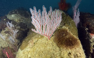 侧扁软柳珊瑚Subergorgia suberosa (Pallas, 1766)
