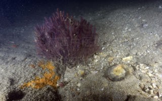 阿曼三刺柳珊瑚Trimuricea omanensis Samimi-Namin & van Ofwegen, 2016