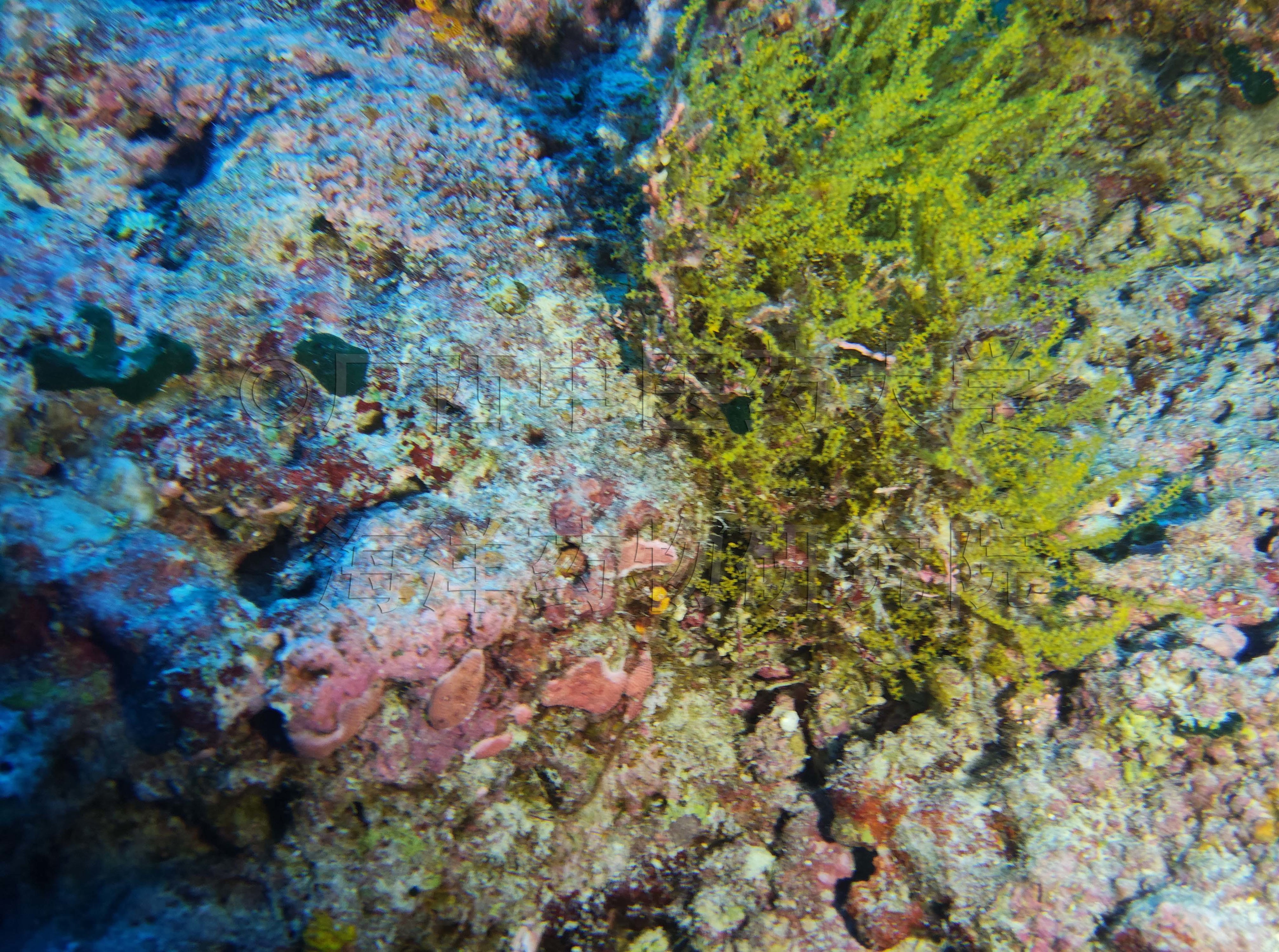 Acanthogorgia muricata Verrill, 1883