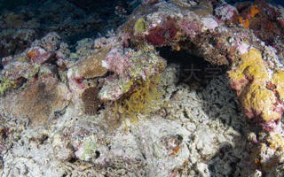 刺棘柳珊瑚Acanthogorgia spinosa Hiles, 1899