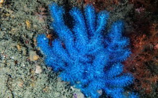 梦之蓝曲柳珊瑚Curvagorgia caerulea You, Xia, Tang, Roeroe, Liu & Liu, 2026